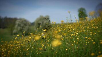 Serene meadow with wildflowers and green foliage under clear sky, creating tranquil environment video
