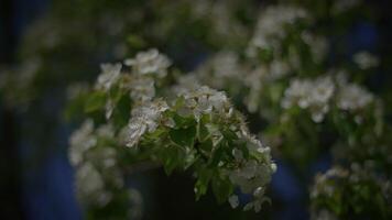 Tranquil beauty of spring blossoms softly illuminated at night, creating a serene atmosphere video