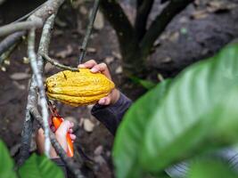 Cocoa farmer use pruning shears to cut the cocoa pods or fruit ripe yellow cacao from the cacao tree. Harvest the agricultural cocoa business produces. photo