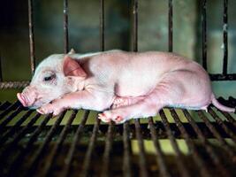 Cute newborn A week-old piglet in the pig farm with other piglets, Close-up photo
