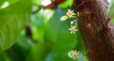 Cocoa flowers Theobroma cacao on growing tree trunk,Cacao flowers and fruits on cocoa tree for the manufacture of chocolate photo