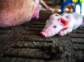 Cute newborn A week-old piglet in the pig farm with other piglets, Close-up photo