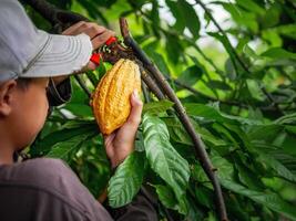 Cocoa farmer use pruning shears to cut the cocoa pods or fruit ripe yellow cacao from the cacao tree. Harvest the agricultural cocoa business produces. photo