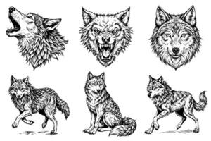 A series of wolf drawings with different expressions vector