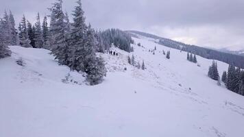 Flying over a group of tourists with backpacks in the winter mountains. Winter climbing in the Carpathian Mountains. Snowy tree branch in a view of the winter forest. Aerial footage, 4K video