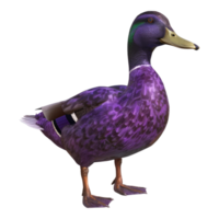 Amethyst long duck isolated on transparent background png