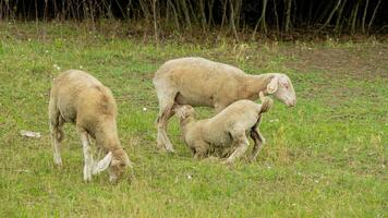 Sheep grazing in a green pasture with a lamb nursing, illustrating concepts of farm life and rural agriculture photo