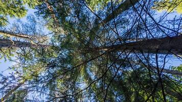 Looking up a dense forest canopy, with sunlight filtering through pine branches, perfect for Earth Day or environmental concepts photo