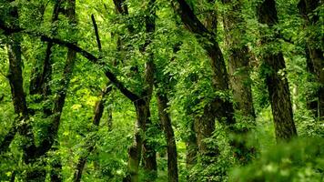 Dense green forest with tall trees, representing nature conservation and Earths biodiversity, suitable for Earth Day themes photo