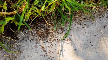 A colony of ants invades a concrete pathway near grass, highlighting a common summer pest problem photo