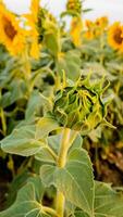 Close up of a budding sunflower in a field, symbolizing growth and potential during the summer season photo