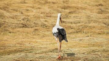 A solitary stork walking through a dry field symbolizing resilience and migration patterns in wildlife conservation photo