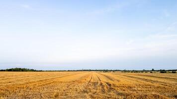 Golden wheat field under a clear blue sky, symbolizing harvest season and rural agricultural abundance in summer photo