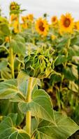 A close up of a budding sunflower in a vibrant sunflower field, symbolizing growth and new beginnings in summer photo