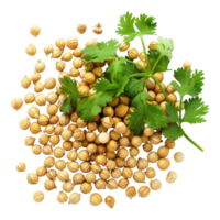 Coriander with seeds isolated on transparent background png