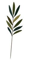 Olive Branch Isolated. Illustration vector