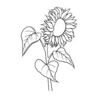 sunflower illustration in line art style. Graphic monochrome drawing. Hand drawn floral outline sketch, engraved illustration. Design element for coloring book page, tattoo, logo, icon, label. vector