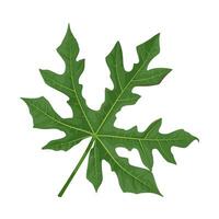Illustration of Cnidoscolus aconitifolius, commonly known as chaya, or tree spinach, isolated on white background. vector