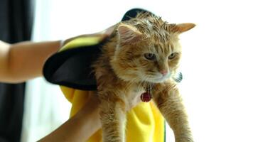 An orange cat with bubbles on its head is about to be bathed. video
