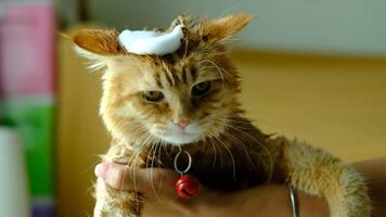 An orange cat with bubbles on its head is about to be bathed. video