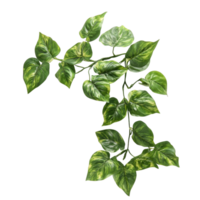 Pothos on transparent background png