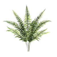 Boston Fern on transparent background png