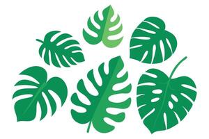 Monstera leaf illustration set on white background. vector