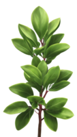 3D Representation of Illicium Bush Isolated on Transparent Background png