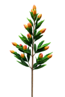 3D Illicium Bush Image with Transparent Background png
