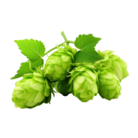 Close up of Green Hop Cones with Leaves on Isolated Background. png