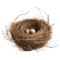 Bird's Nest With Two Eggs On Isolated Background png