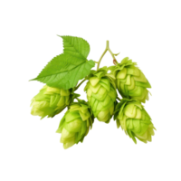 Top View Fresh Green Hop Cones with Leaves on Isolated Background. png