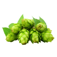 Fresh Green Hop Cones with Leaves on Isolated Background. png