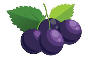 Blackcurrant Fruit flat illustration on white background vector