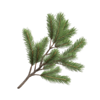 Pine Branch with Thin Needles and Brown Stem png