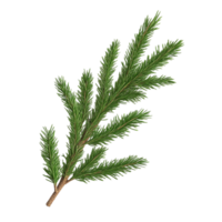 Full-Length Pine Tree Branch with Green Needles png