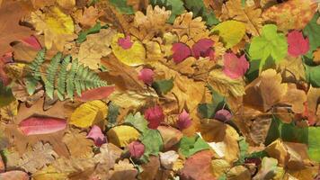 Autumn leaves have fallen from trees on forest ground. Colorful foliage, autumn time concept. Seamlessly loop, high angle view video