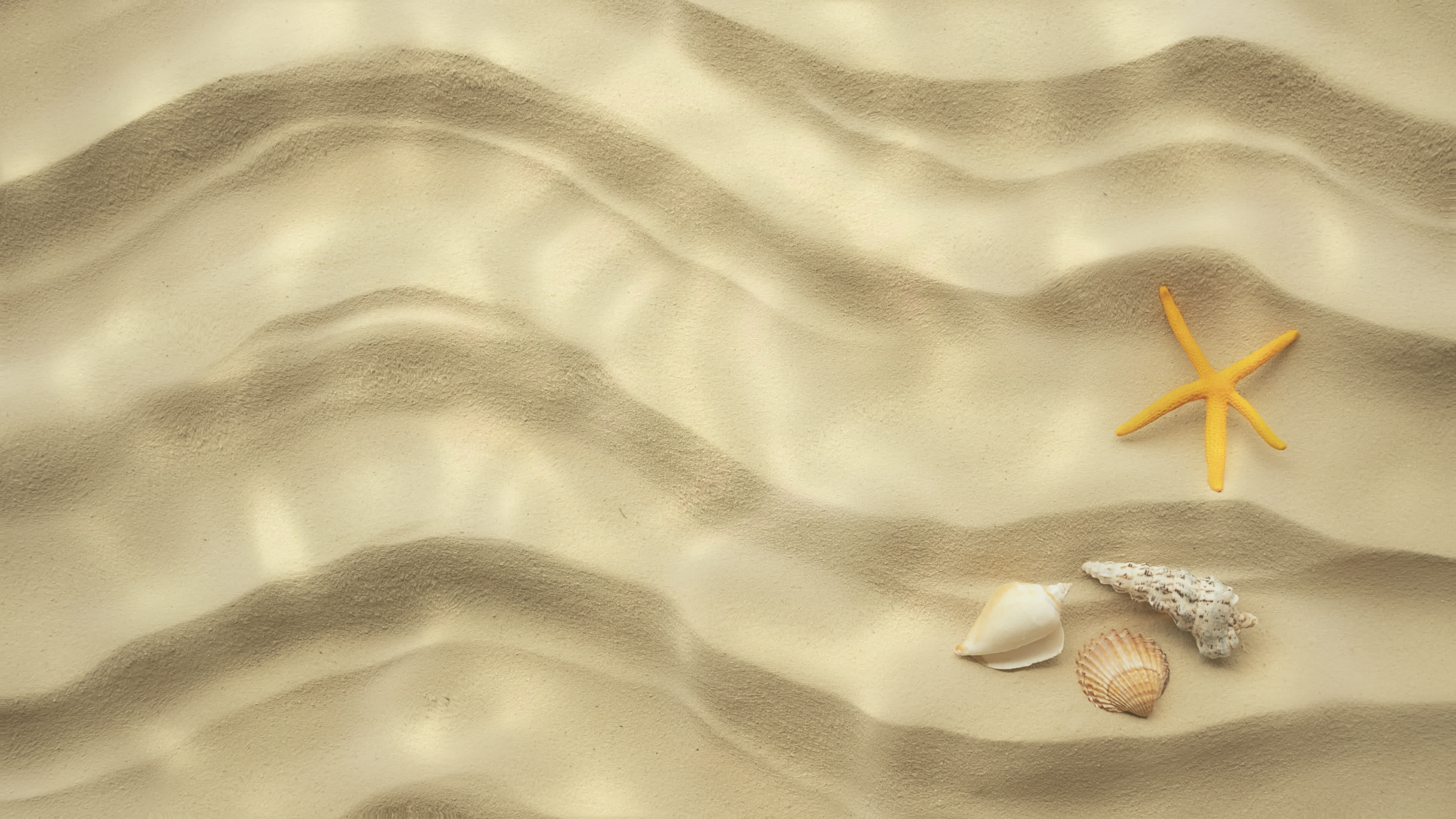 Seabed sand. Starfish and beautiful seashells on the ocean floor ...