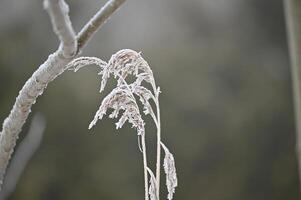 frost on a plant in the winter photo