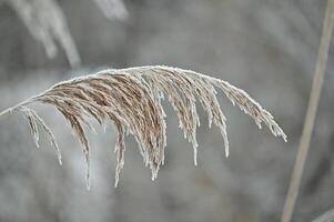 frosty reed in the winter photo