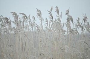 a field of tall grasses in the fog photo