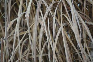 a close up of some tall grass photo