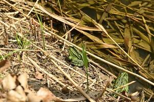 a small green frog is sitting on the ground near some water photo