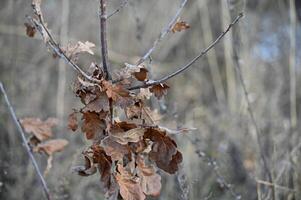 a dead tree branch with leaves on it photo