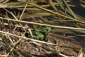a green frog sitting on the ground near some grass photo