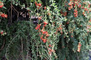 Inedible berries in a city park against the background of green foliage of trees. photo