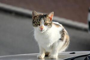 A homeless cat lives on the street in Tel Aviv. photo