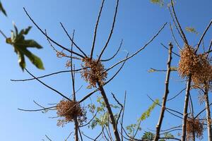 Inedible berries in a city park against the background of green foliage of trees. photo
