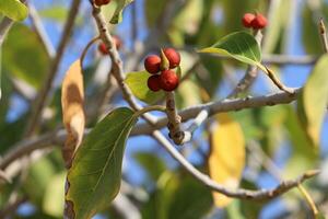 Inedible berries in a city park against the background of green foliage of trees. photo