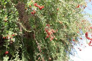 Inedible berries in a city park against the background of green foliage of trees. photo